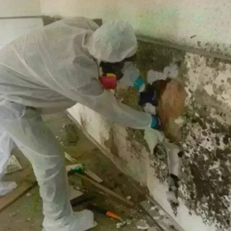 Mold Remediation and Removal in Manchester, GA